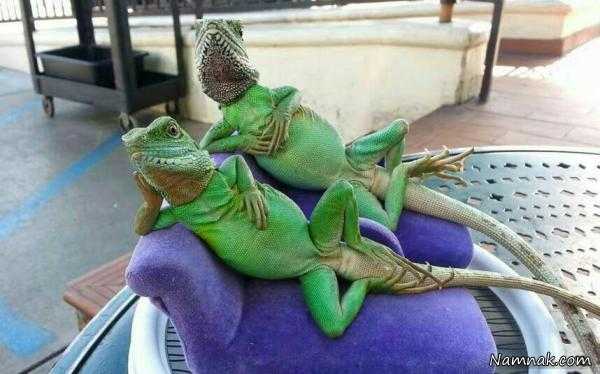 عکسهای خنده دار