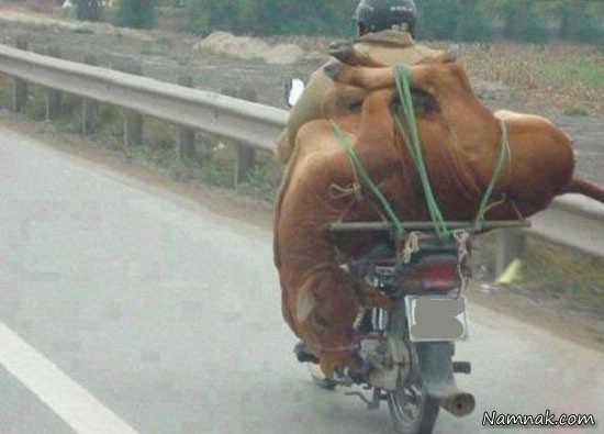 عکسهای خنده دار