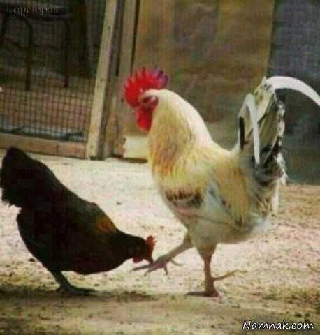 عکسهای خنده دار