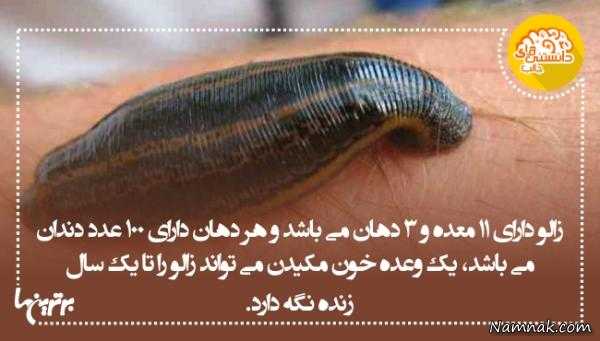 آیا میدانید دانستنی های جالب