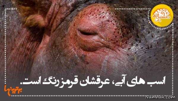 آیا میدانید دانستنی های جالب