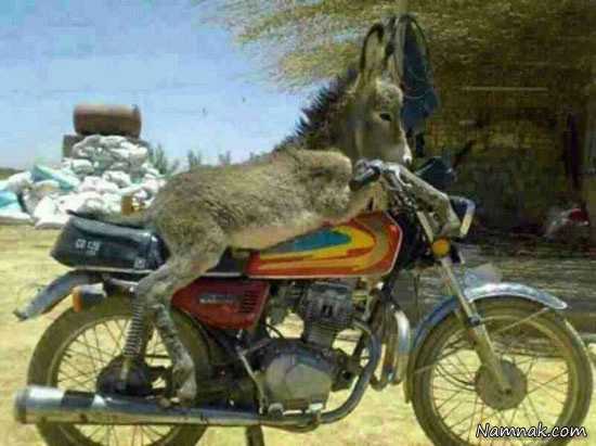 عکس بامزه عکسهای خنده دار