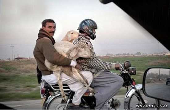 بامزه عکسهای خنده دار