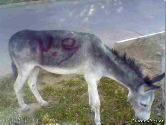 سوژه جدید عکس بامزه