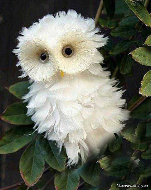 عکس عکسهای خنده دار