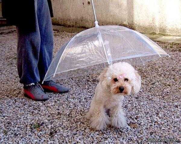 جدید عکسهای خنده دار