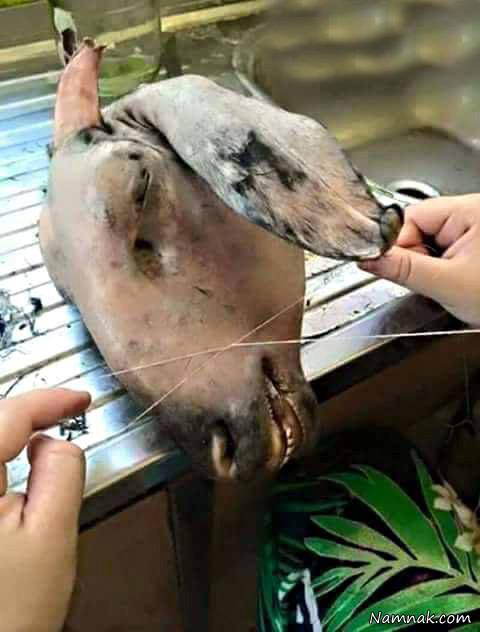 عکسهای خنده دار