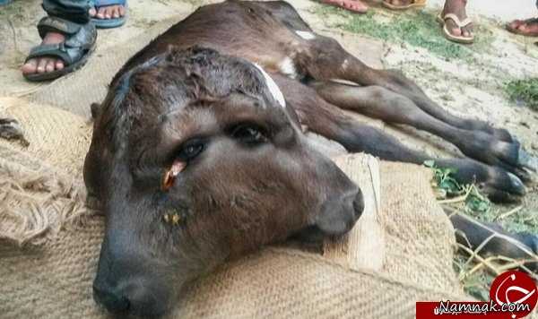 گوساله دوسر