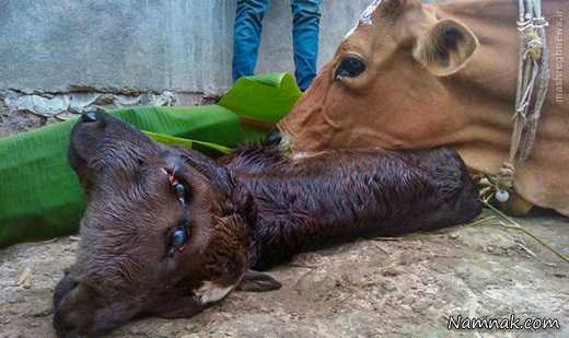 عکس گوساله دوسر