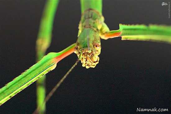 بزرگترین حشره دنیا