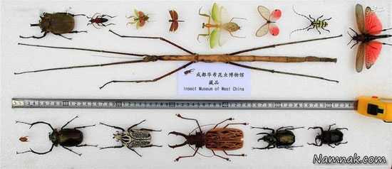 بزرگترین حشره دنیا