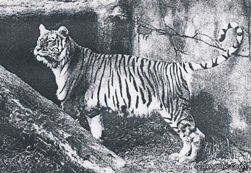 ببر مازندران