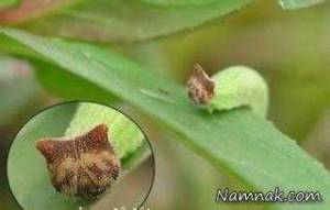 حشرات