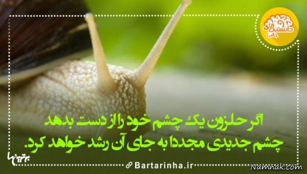 دانستنیها دانستنیها