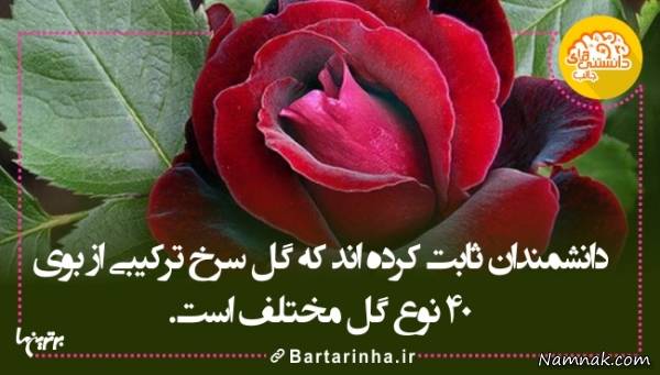 دانستنیها دانستنیها