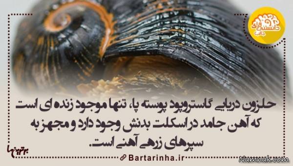 دانستنیها دانستنیها