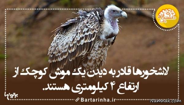 دانستنیها جدید دانستنیها