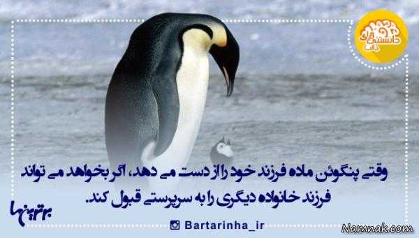 بی بی سی دانستنی های جالب