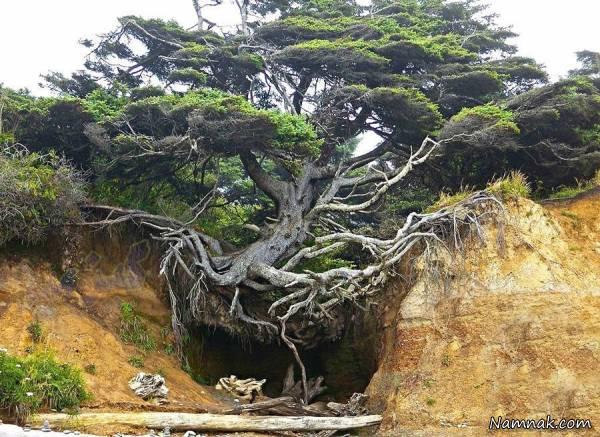 عکسهای خنده دار