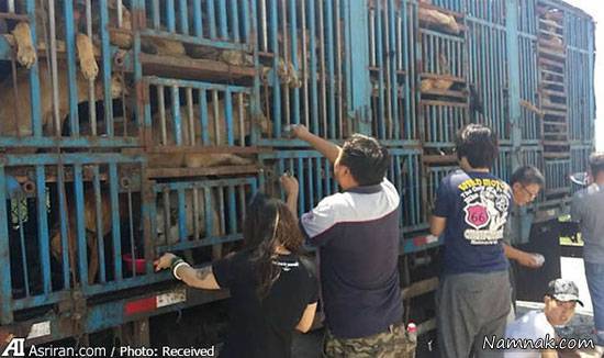 چین سگ خوری