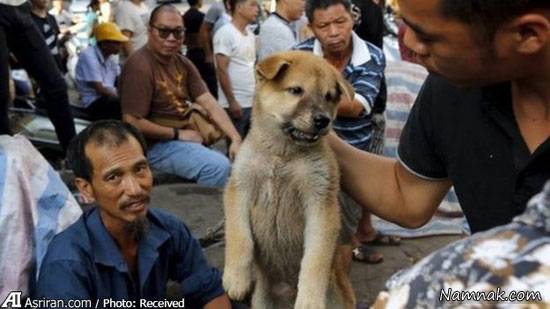 سگ خواری سگ خوری