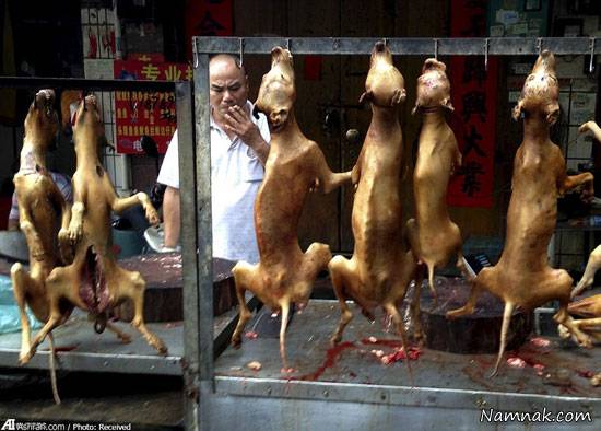 خوردن سگ سگ خوری