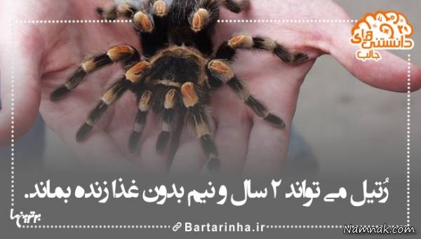 دانستنی های جالب