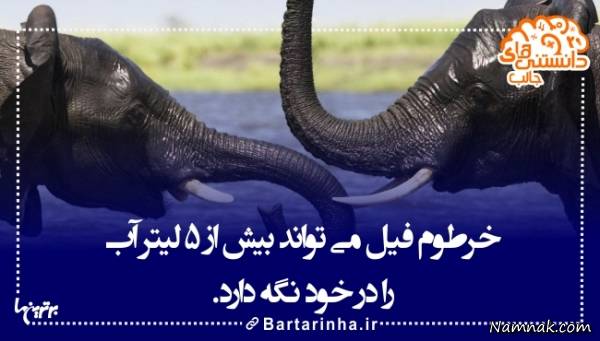 دانستنی های جالب