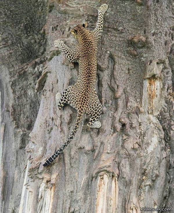 عکسهای خنده دار