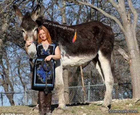 بزرگترین الاغ