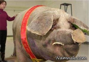خوک