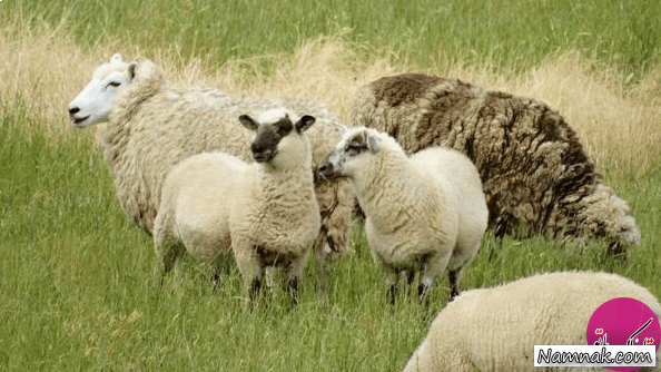اتفاقات عجیب
