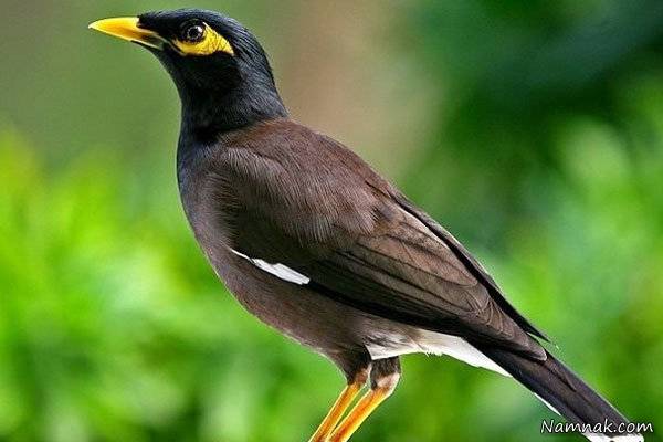 پرنده خانگی