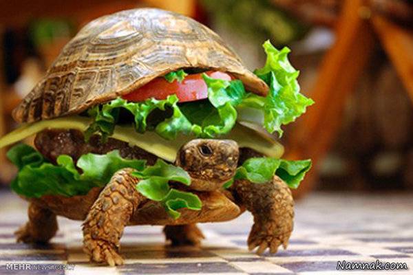 مسافران هواپیما