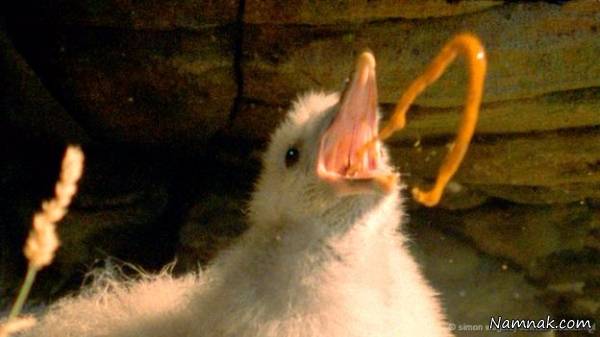 به چه دلیل برخی حیوانات بوی بد تولید می کنند؟ بوی بد حیوانات