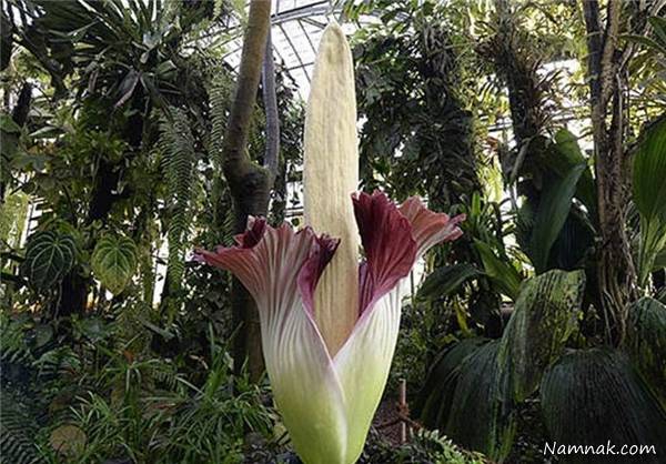 به چه دلیل برخی حیوانات بوی بد تولید می کنند؟ بوی بد حیوانات