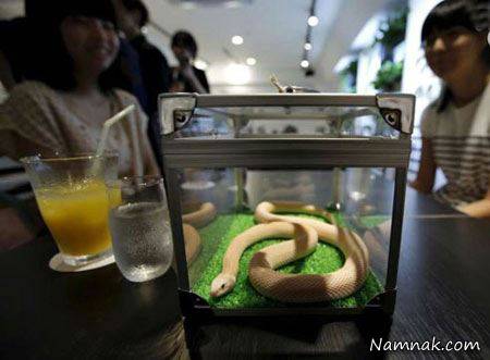 کافی شاپ مارها