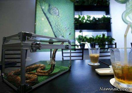 کافی شاپ مارها