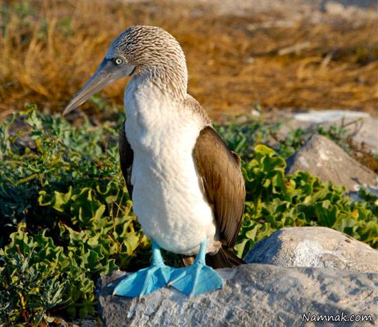غاز پا آبی که به نام کودن مشهور است + عکس غاز آبی