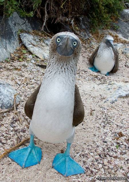 غاز پا آبی که به نام کودن مشهور است + عکس غاز آبی