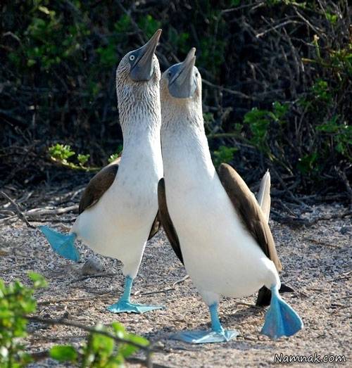 غاز پا آبی که به نام کودن مشهور است + عکس غاز آبی
