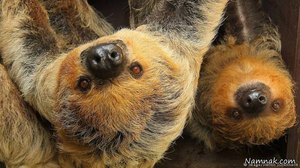 هدایای عجیبی که به ملکه انگلیس داده اند+عکس ملکه انگلیس