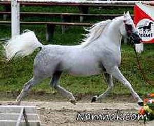 اسب های اصیل عربی