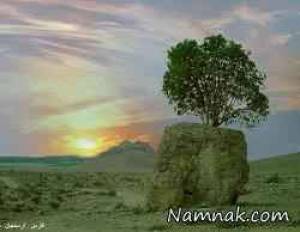 تک درخت عجیب