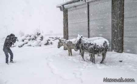 حیوانات یخ زده 