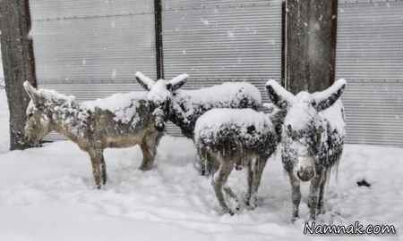 حیوانات یخ زده 