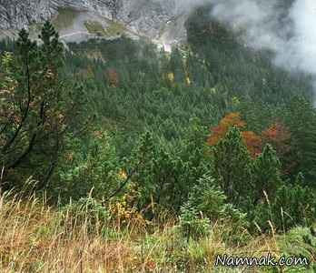 تک تیرانداز مخفی شده در تصویر