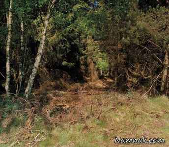 تک تیرانداز مخفی شده در تصویر