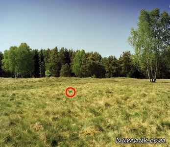 تک تیرانداز مخفی شده در تصویر