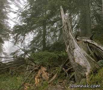 تک تیرانداز مخفی شده در تصویر